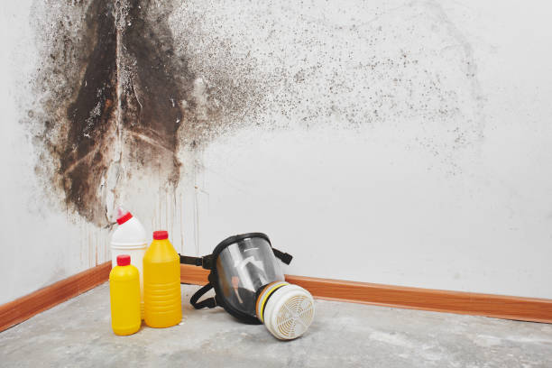 Best Certified Mold Removal  in Bargersville, IN