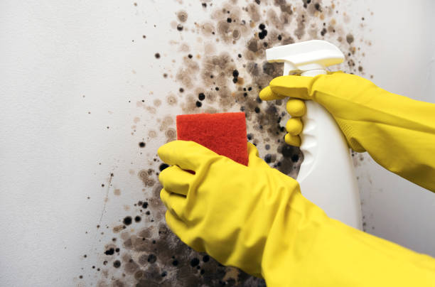 Best Same-Day Mold Removal  in Bargersville, IN