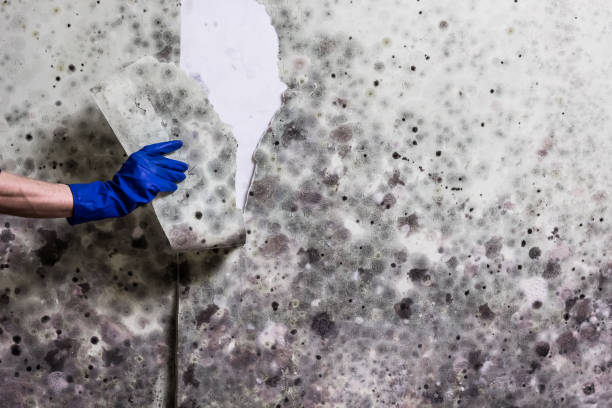 Best Office Mold Removal Services  in Bargersville, IN